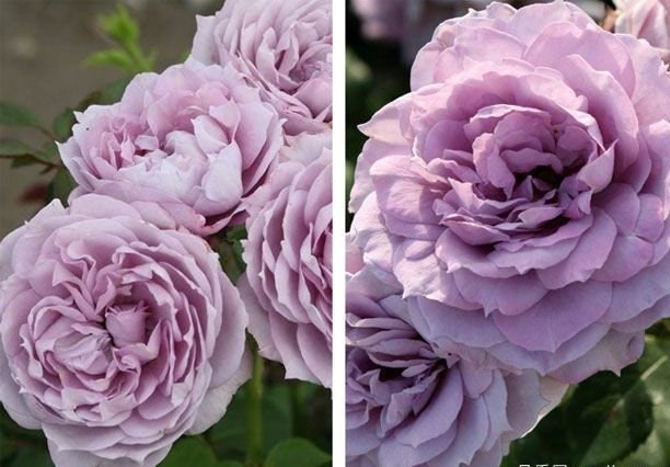 Rosa 【Poseidon】- 1.5 Gal+ OwnRoot| Ruffle Lace| Strong Adaptability| Heat-Resisting| Shade Tolerance| Strong Disease Resistance | 波塞冬