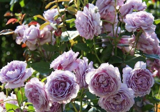 Rosa 【Poseidon】- 1.5 Gal+ OwnRoot| Ruffle Lace| Strong Adaptability| Heat-Resisting| Shade Tolerance| Strong Disease Resistance | 波塞冬