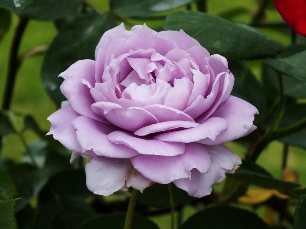 Rosa 【Poseidon】- 1.5 Gal+ OwnRoot| Ruffle Lace| Strong Adaptability| Heat-Resisting| Shade Tolerance| Strong Disease Resistance | 波塞冬