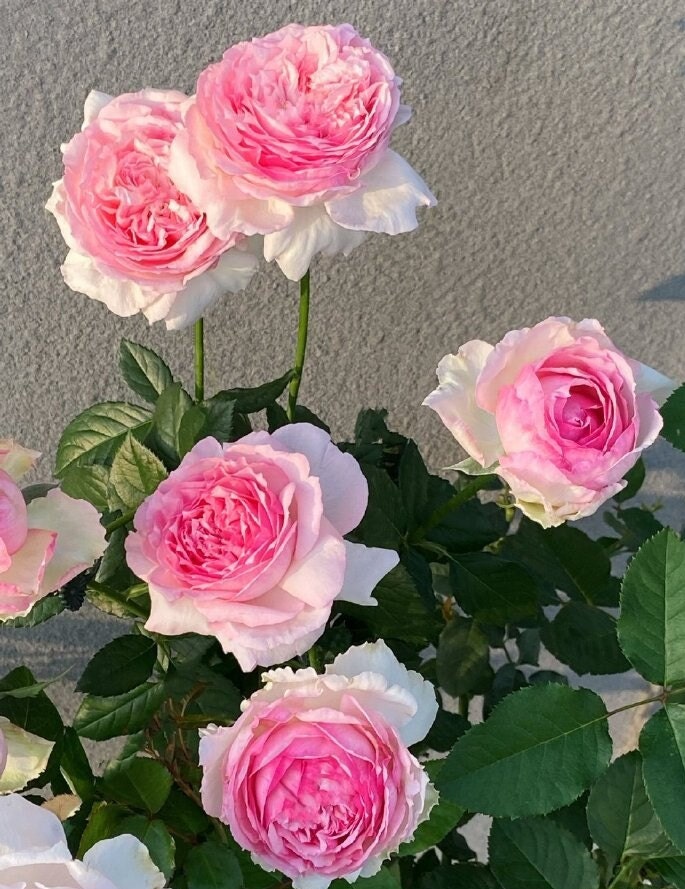 Yves Rose 【Neo Cherry Shallow| ネオシャローチェリー】- 2 Gal OwnRoot Live Plant |今井ナーセリー | Less Thorns| Gradient| Miwako -新浅樱桃| Long flowering period