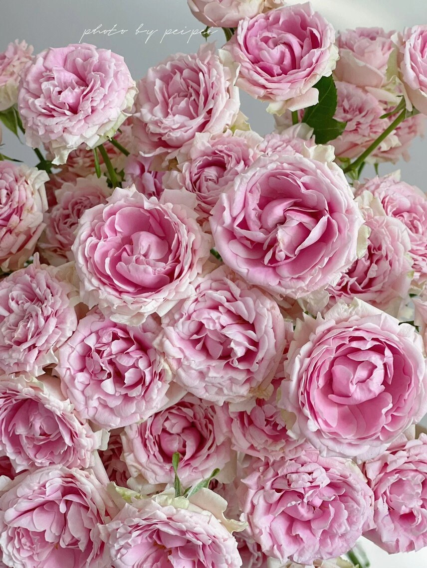 Rose【Candy Flow】Rare 2Gal OwnRoot |Netherlands New varieties| 棉花糖泡泡| Ruffle Lace| Long florescence| Bubble| Climbing| Bloom Repeatedly| Blooms Abundantly