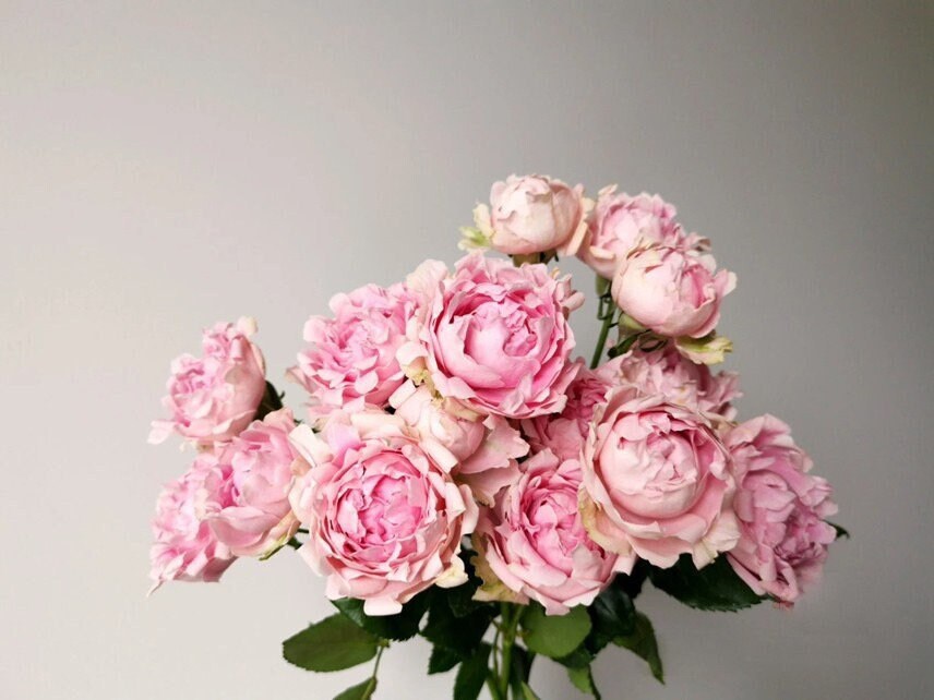 Rose【Candy Flow】Rare Netherlands New varieties| 棉花糖泡泡| Ruffle Lace| Long florescence| Bubble| Climbing| Bloom Repeatedly| Blooms Abundantly