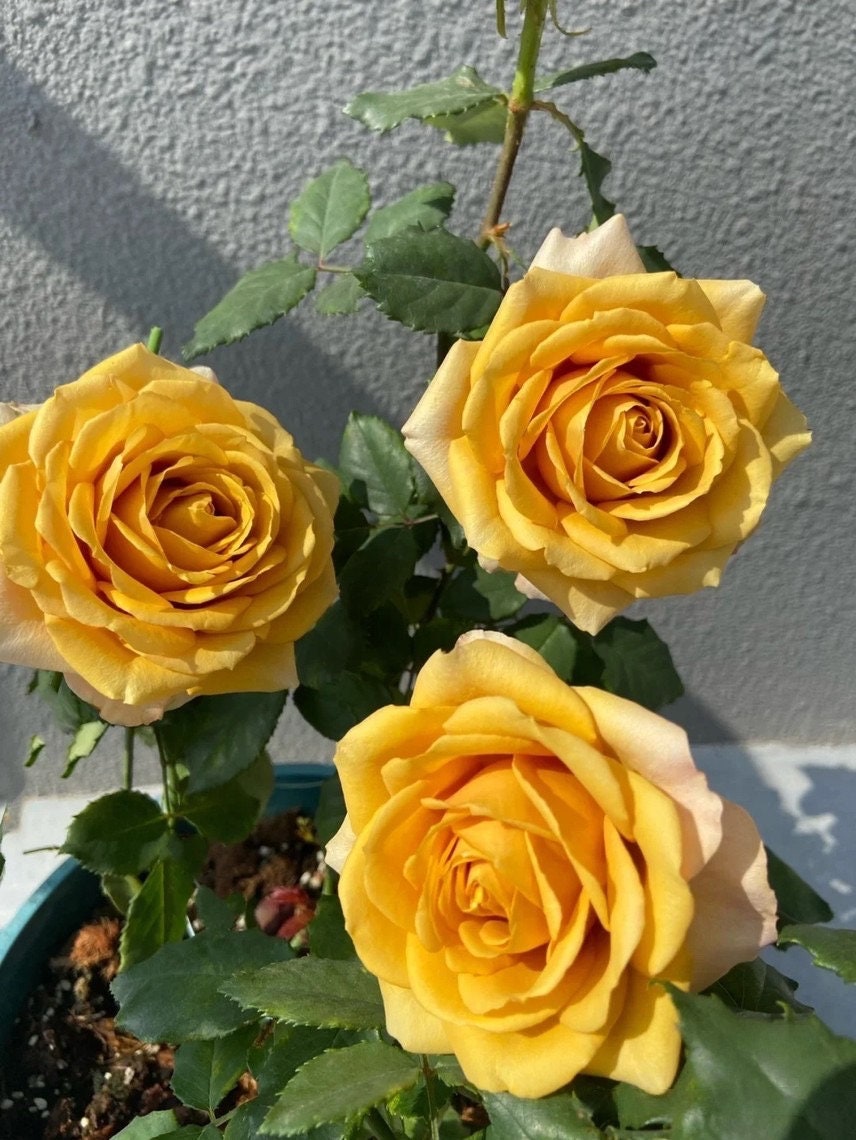 Rose【Pine Dreamドリームパイン】-2 Gal OwnRoot New Variety| Vintage Palette| Mustard Yellow| Fast Glow| Sweet Fragrance| Strong Upright| 松之梦