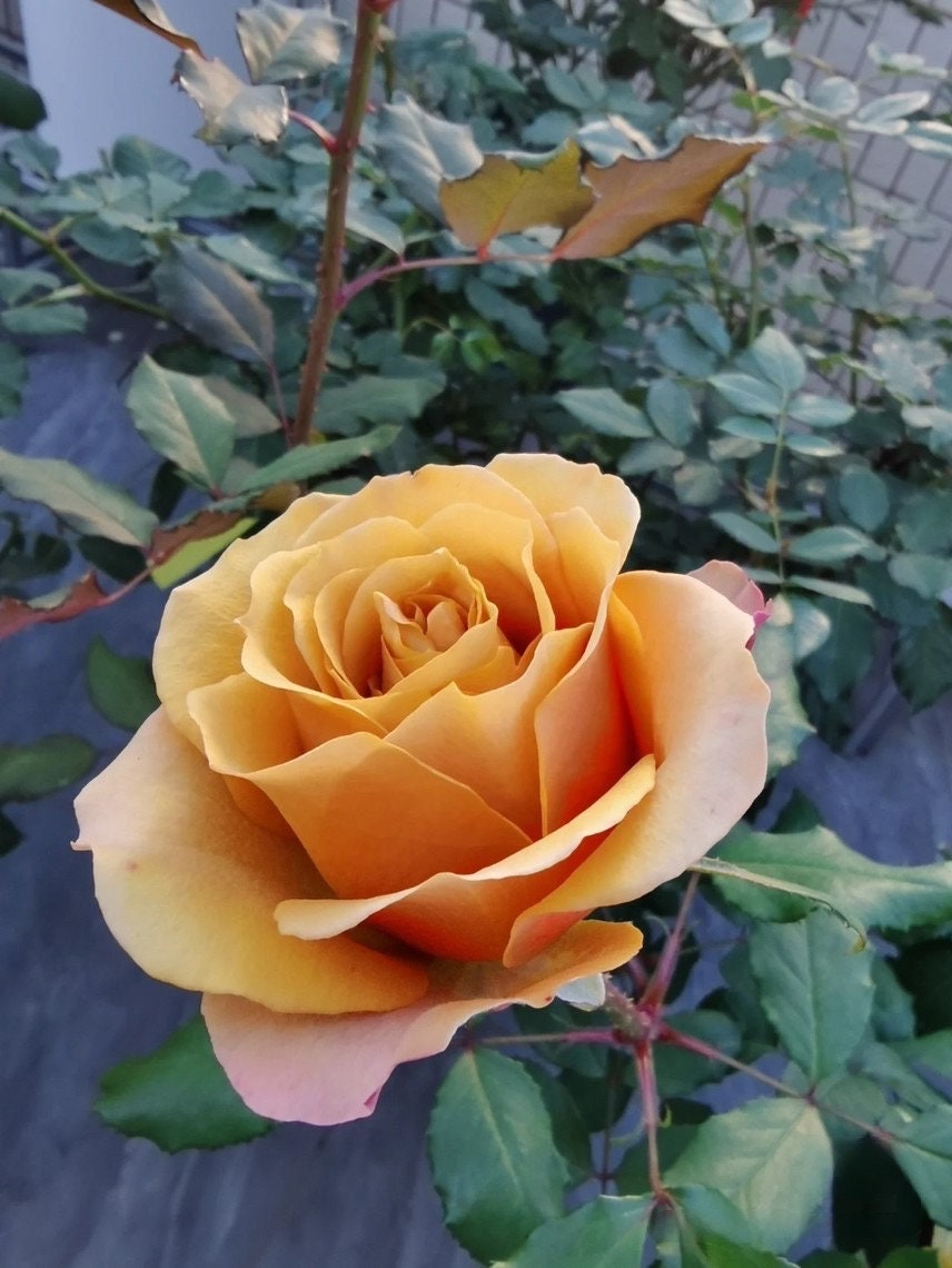 Rose【Pine Dreamドリームパイン】-2 Gal OwnRoot New Variety| Vintage Palette| Mustard Yellow| Fast Glow| Sweet Fragrance| Strong Upright| 松之梦