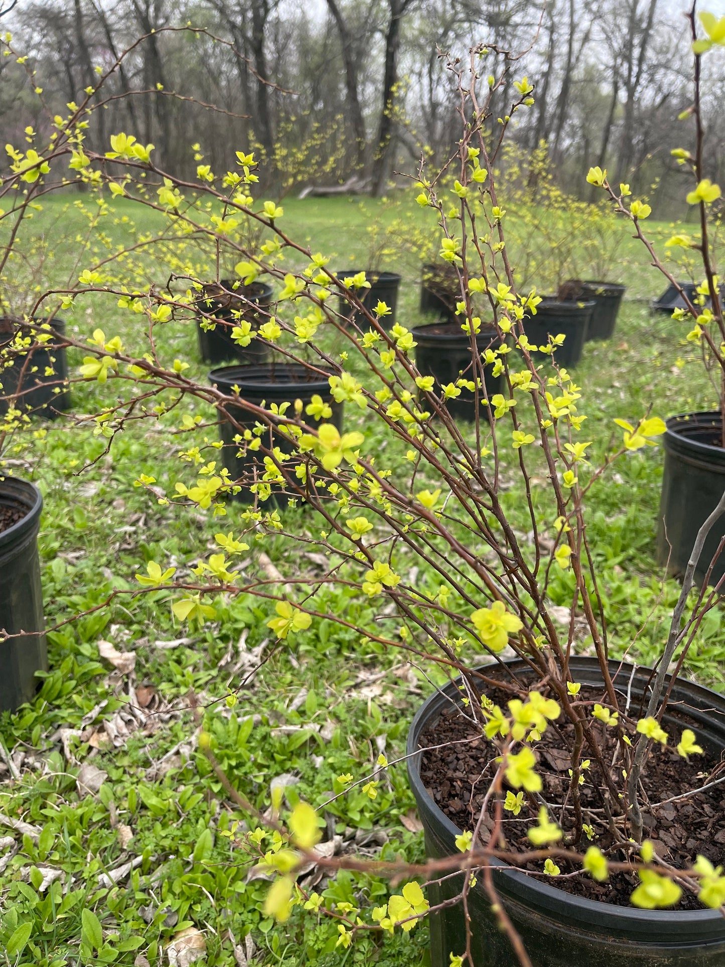 Gold Vanhoutte Spirea - RARE Shrub | 5 Gallon LivePlant  |Bloom This Year!  |Bridgelweath | Spiraea×vanhouttei | speira| 黄金喷泉绣线菊| 金叶小手鞠