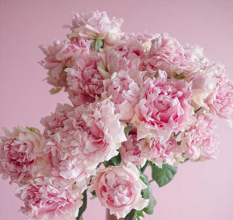 Rose【Candy Flow】Rare 2Gal OwnRoot |Netherlands New varieties| 棉花糖泡泡| Ruffle Lace| Long florescence| Bubble| Climbing| Bloom Repeatedly| Blooms Abundantly