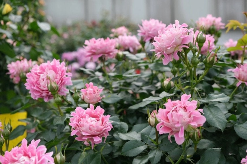 Rare Rosa{Fancy Ruffle|ファンシー ラッフル ｝-1.5 Gal Wave Bloom| OwnRoot｜Particularly exquisite｜梦幻褶边 |Good Disease Resistance| Strong Adaptability|
