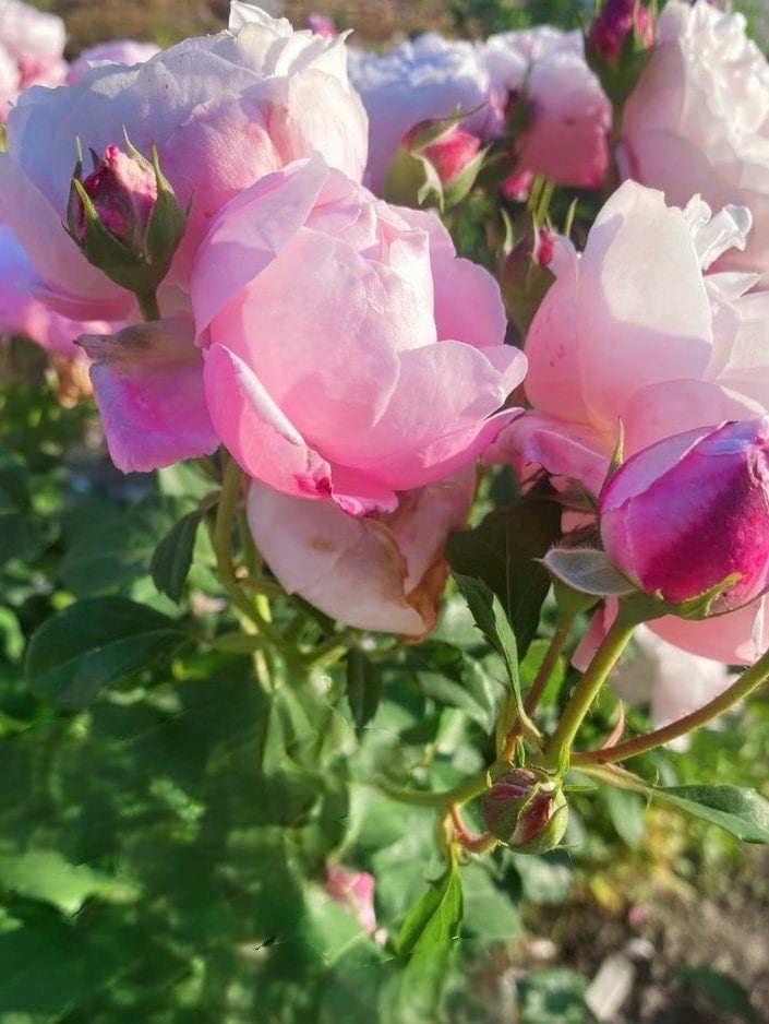 Rare Rose [Plume]プリュム-1.5 Gal Own Root| Award-winning 羽毛 | Repeat Flowering| Heat-resisting| Etherea|  Fragrance| Strong Disease Resistance