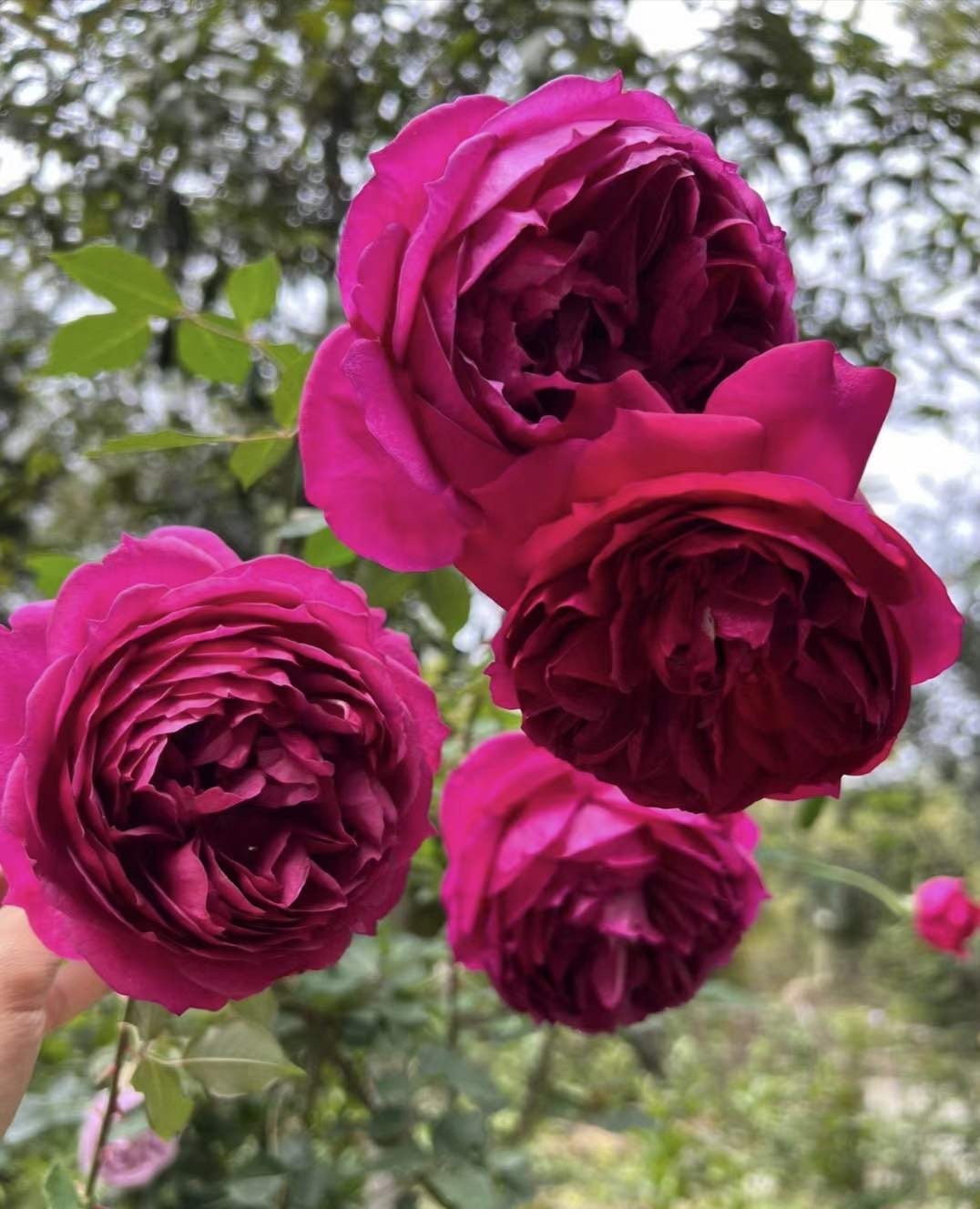 Yves Rosa【Autumn Rouge| オータムルージュ】-1.5Gal OwnRoot| BlackRosa| Strong Health| Peony-shaped| Discoloration| Strong Fragrance|秋日胭脂|Rich in color