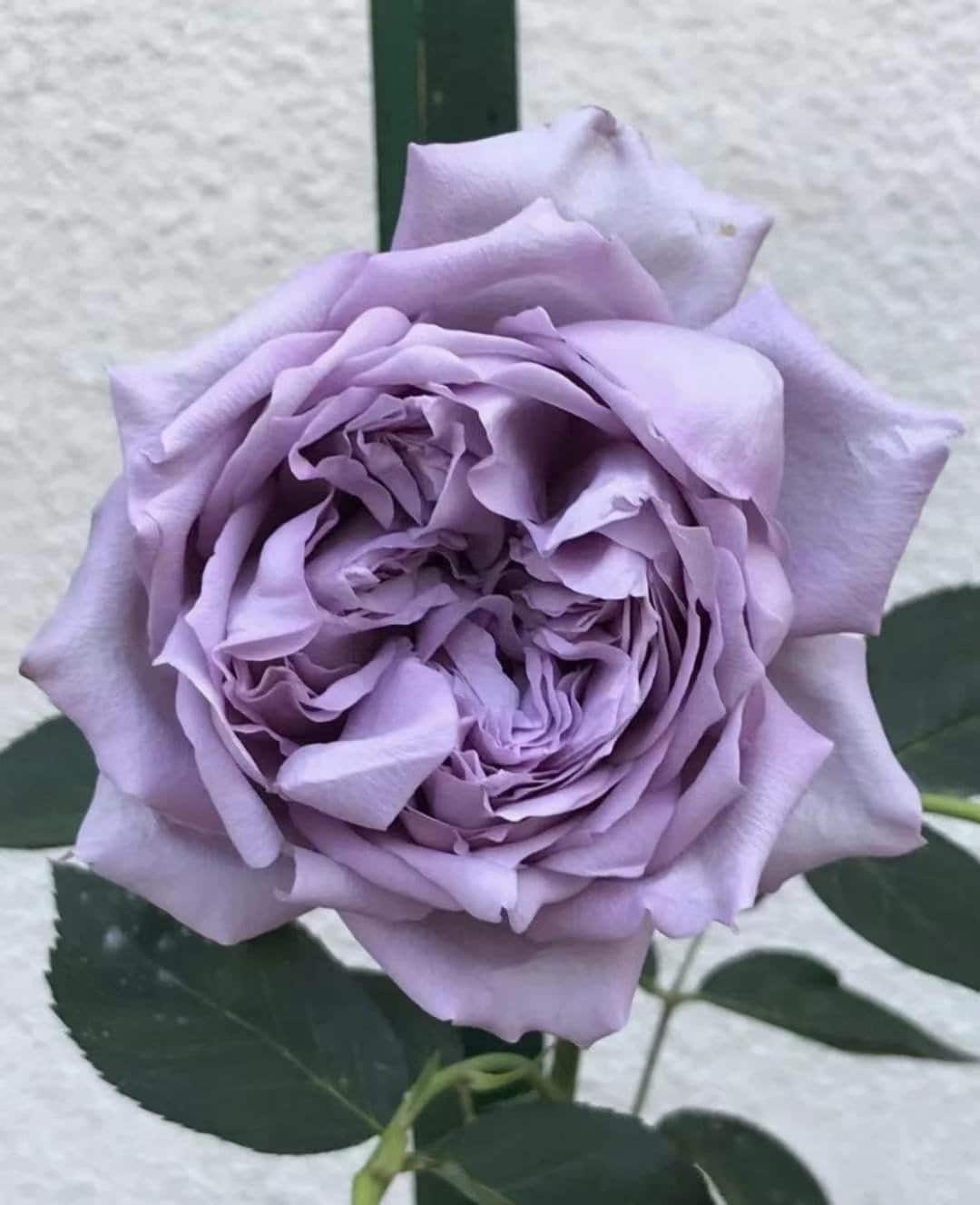 Rare Rosa【Antique Watch/アンティーク ウォッチ】1.5 Gal OwnRoot Live Plant｜Purple Flower| Norihiro Yajima 古董怀表| Heat Resistant| Less Thorns| Redolent