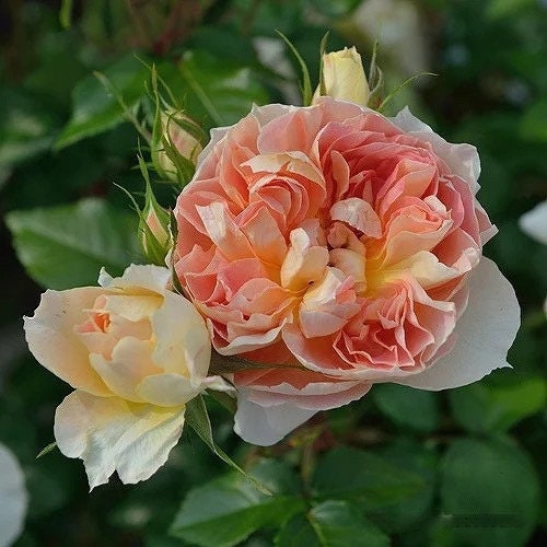 Rare FranceRose{Lanterne Citrouille} -3 Gal+ OwnRoot| New varieties| Strong Disease Resistance| Blooms Abundantly| Vintage| Variegated 南瓜灯笼