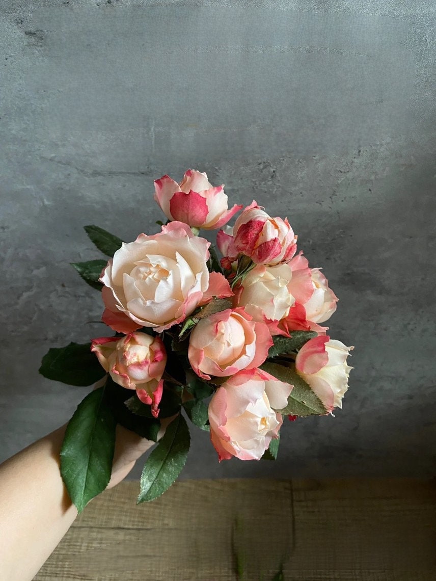 Rose 【Princess Suki シャンスポム‘ 1 Gal OwnRoot | Japanese| Striped flower| Repeat flower | 苏琪公主-La Chance|Globularance | Less Thorns