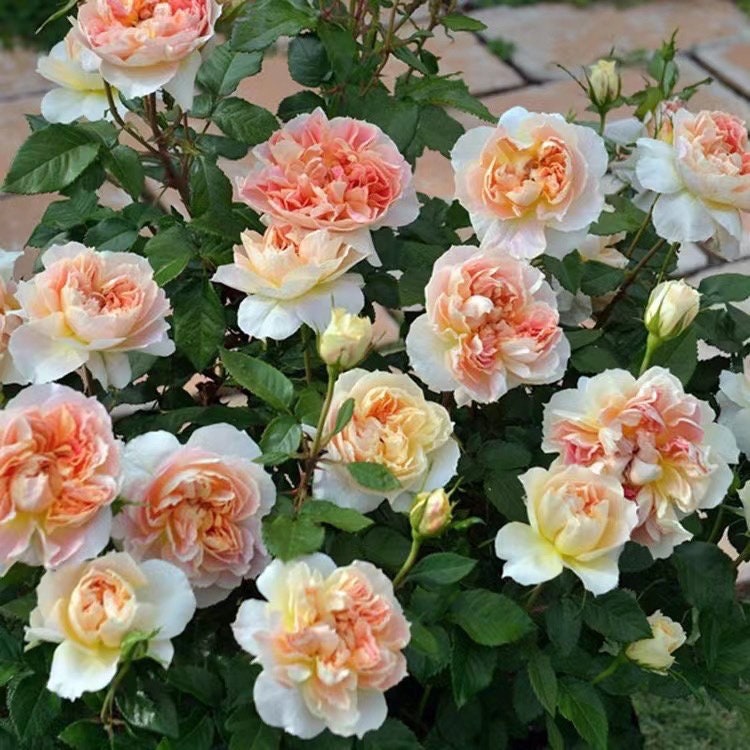 Rare FranceRose{Lanterne Citrouille} -3 Gal+ OwnRoot| New varieties| Strong Disease Resistance| Blooms Abundantly| Vintage| Variegated 南瓜灯笼