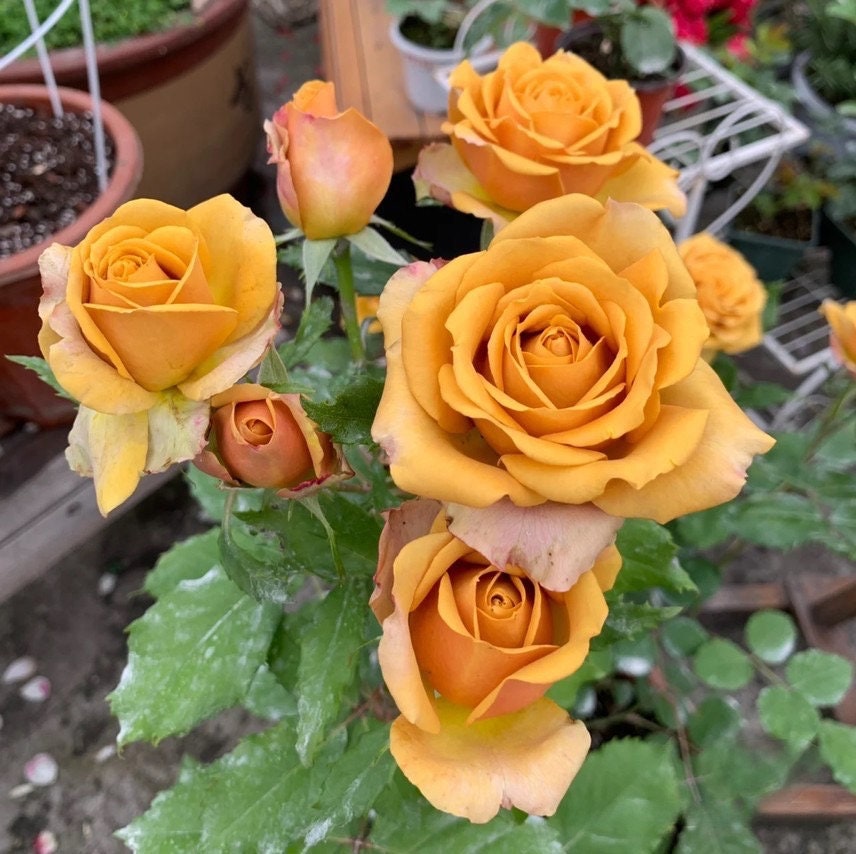 Rose【Pine Dreamドリームパイン】-2 Gal OwnRoot New Variety| Vintage Palette| Mustard Yellow| Fast Glow| Sweet Fragrance| Strong Upright| 松之梦