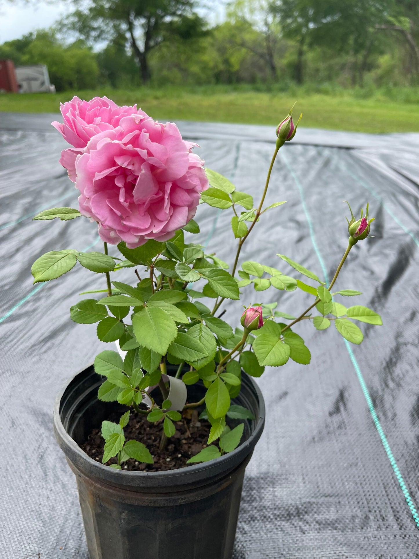 Rare Rosa[Miyako|みやこ] - Own Root |Floribunda Rose| Blooms abundantly | Rapid growth| Vintage| 宫古| Long flowering period| 京|