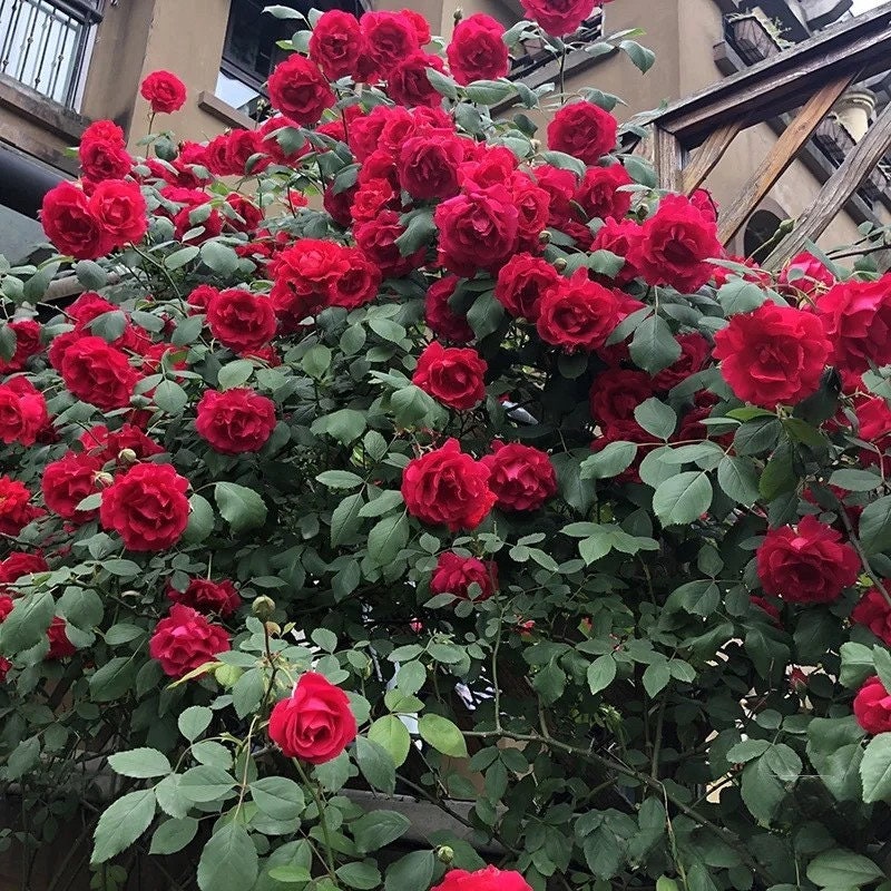 Climbing Rose【Red Eden】 5 Gal Own Root｜|Very Heat Resistant| Excellent Resistance| Huge amount of flowers| 红龙  |Less Thorns |Low Maintenanc