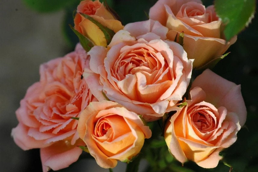 2Gal Climbing Rose‘ Apricot Sweet Dream’ |Award-winning variety| Strong Adaptability| Light fastness| Good disease resistance| Easy plant|甜梦