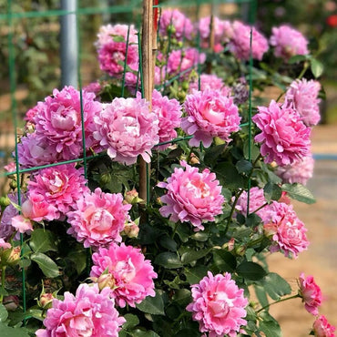 Rare Rosa{Fancy Ruffle|ファンシー ラッフル ｝ 2 Gal Wave Bloom| OwnRoot｜Particularly exquisite｜梦幻褶边 |Good Disease Resistance| Strong Adaptability|