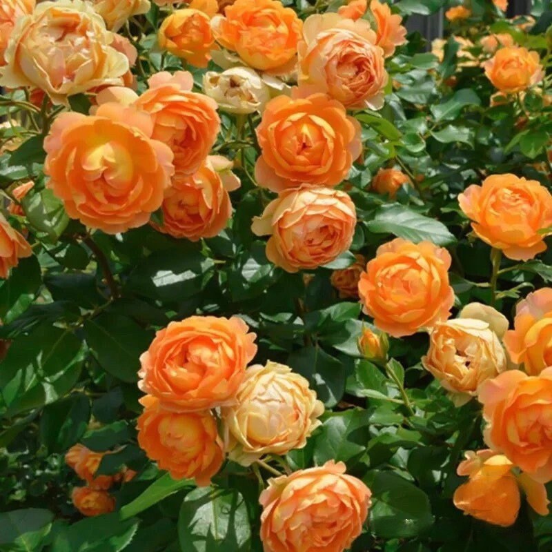 Climbing Rose- {Honey Carame}l Strong adaptability| Strong Disease Resistance| Heat and sun tolerant| 蜂蜜焦糖| Abundant flowering| Rapid growth