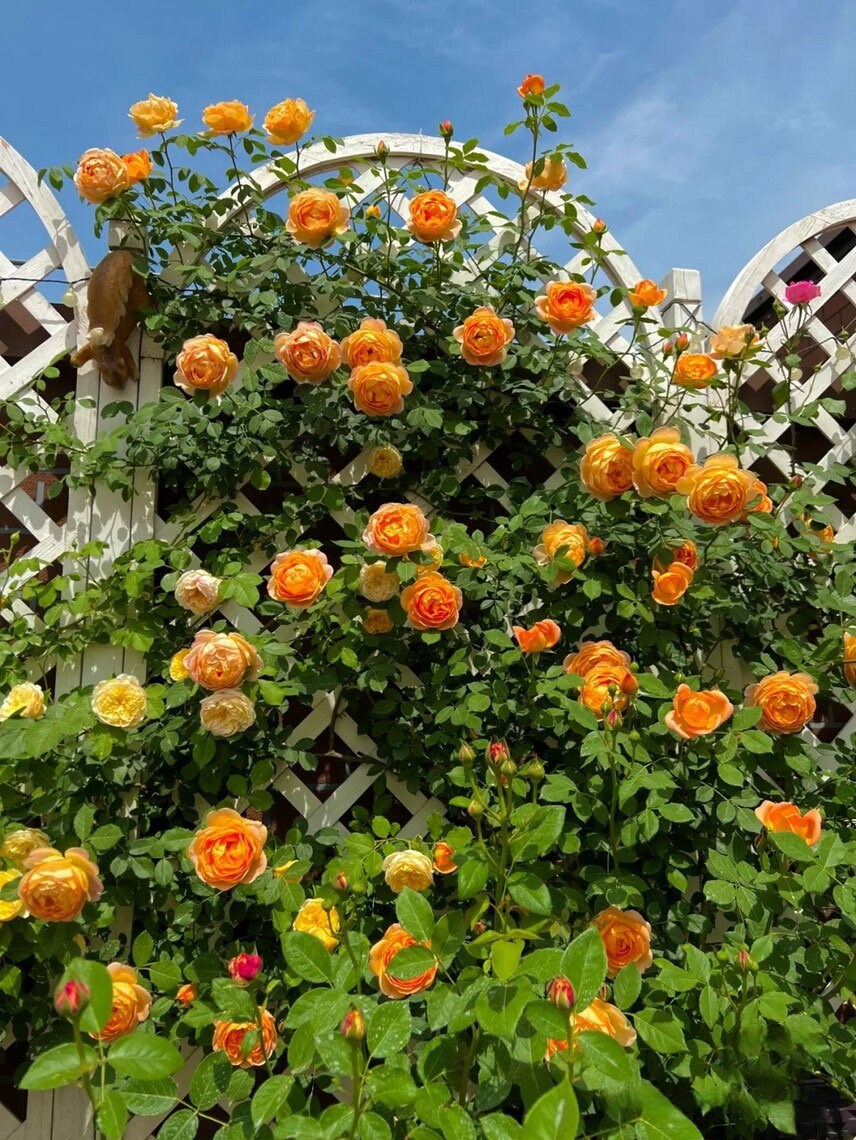 Climbing Rose- {Honey Carame}l Strong adaptability| Strong Disease Resistance| Heat and sun tolerant| 蜂蜜焦糖| Abundant flowering| Rapid growth