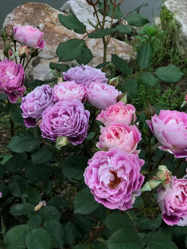 Rose【Huddersfield Choral Society】- 1Gal+ OwnRoot| Perfume| Award Winning| 合唱团| Small Shrub| Repeat Flowering | Peony-shaped |Floribunda Rose