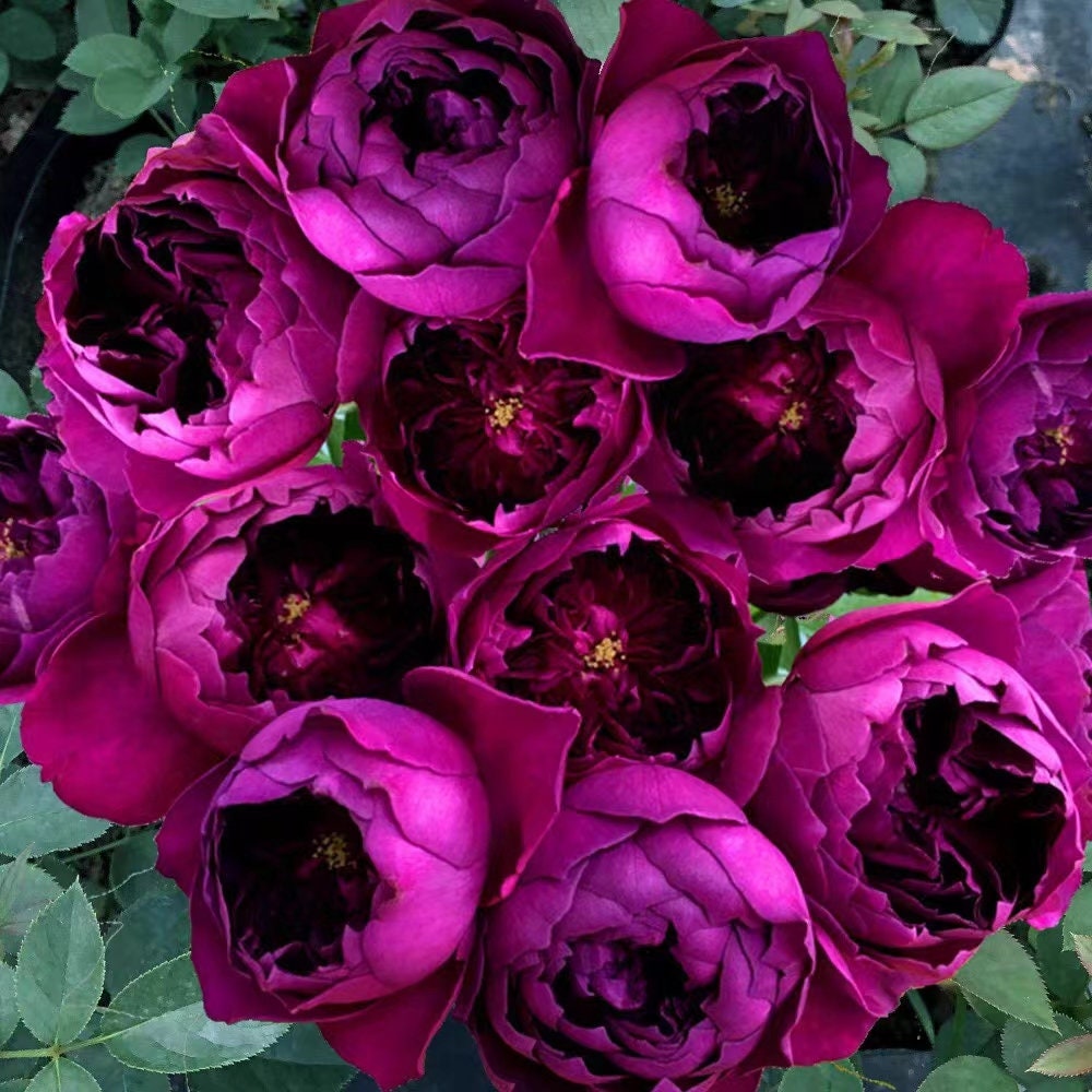 Yves Rosa【Autumn Rouge| オータムルージュ】-1.5Gal OwnRoot| BlackRosa| Strong Health| Peony-shaped| Discoloration| Strong Fragrance|秋日胭脂|Rich in color