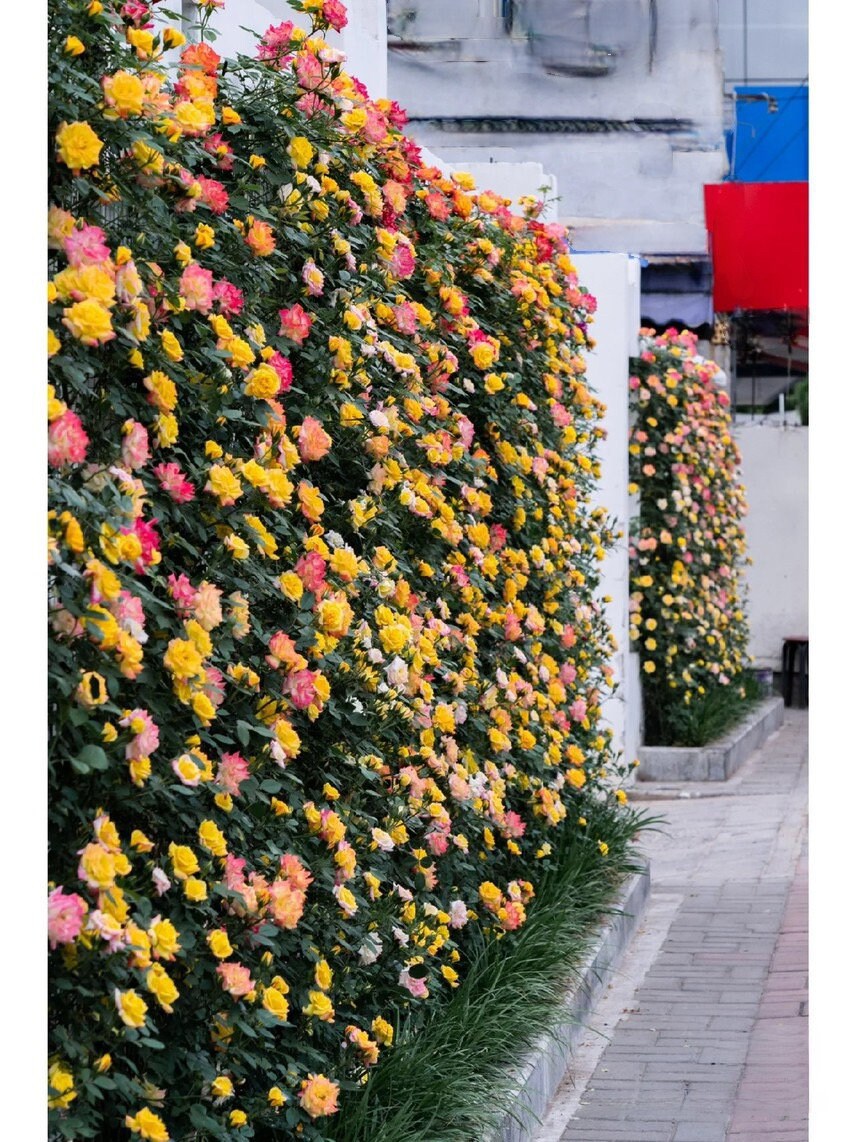 Climbing Rose｛Cl Rainbow's End レインボーズ・エンド｝｜5 Gallon LivePlan｜Discoloration｜Strong vitality ｜Fast growth｜Landscape| Diligent| Less thorns|