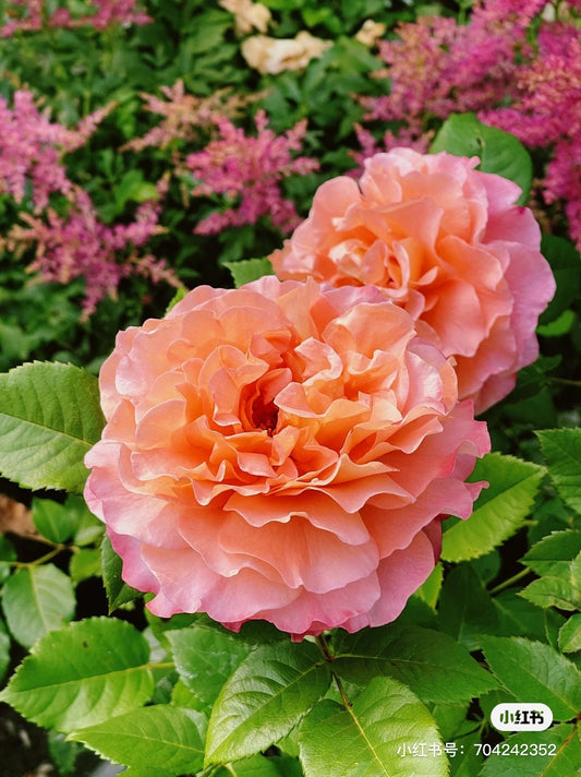 Rare 'Fox's  Peach' - Cutting rose| Live plants+buds|  Heat resistant| Discoloration| Strong Fragrance| Ruffle,Wavy| Long florescence