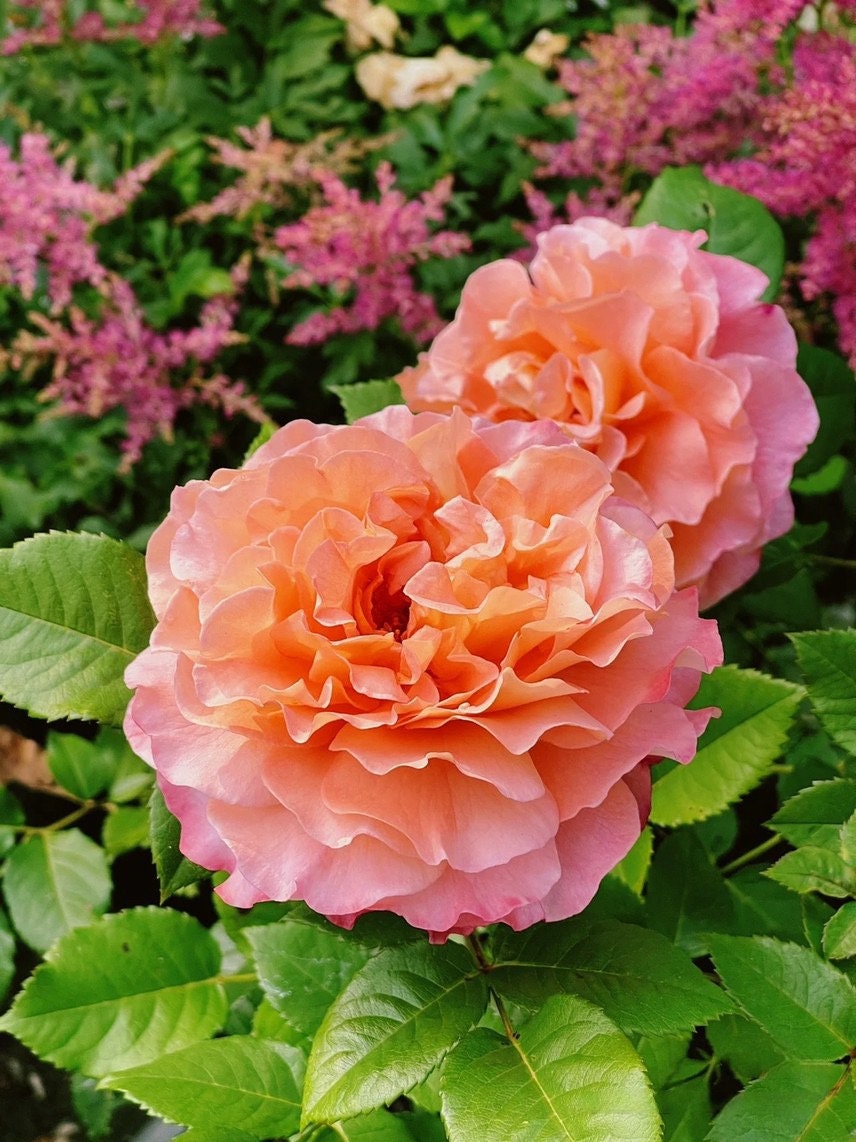 Rare 'Fox's  Peach' - Cutting rose| Live plants+buds|  Heat resistant| Discoloration| Strong Fragrance| Ruffle,Wavy| Long florescence