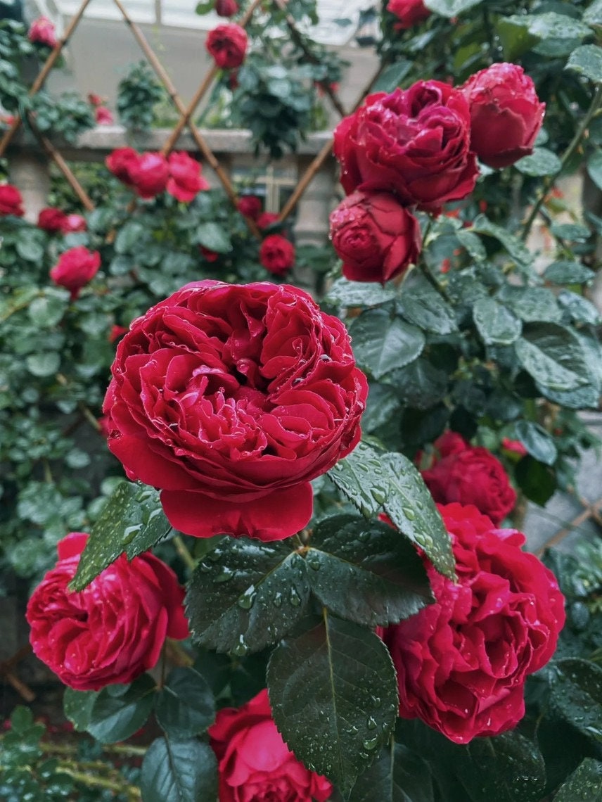 Climbing Rose【Red Eden】 5 Gal Own Root｜|Very Heat Resistant| Excellent Resistance| Huge amount of flowers| 红龙  |Less Thorns |Low Maintenanc