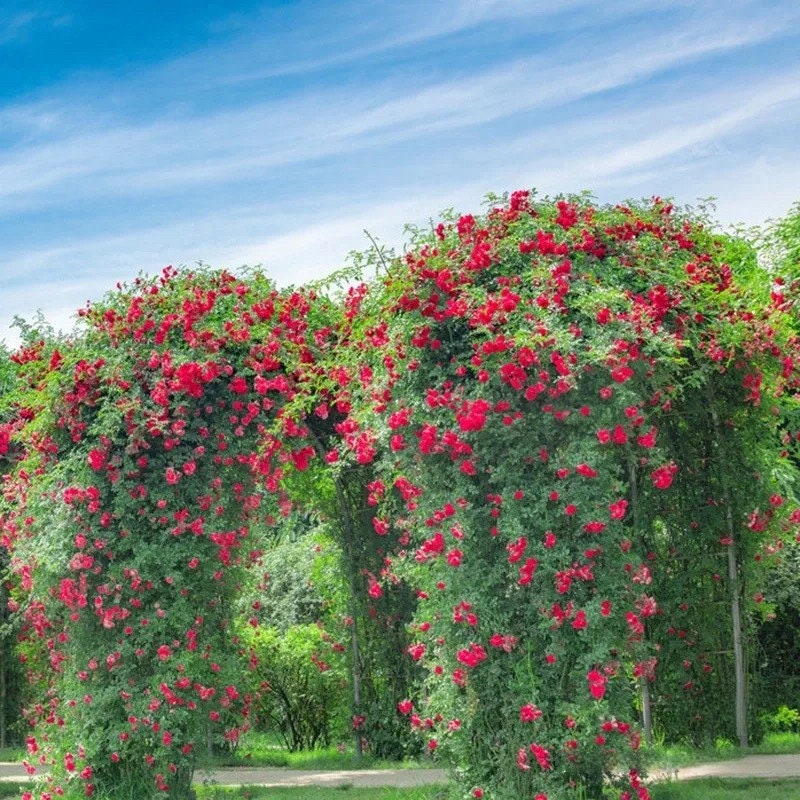 Climbing Rose【Red Eden】 5 Gal Own Root｜|Very Heat Resistant| Excellent Resistance| Huge amount of flowers| 红龙  |Less Thorns |Low Maintenanc