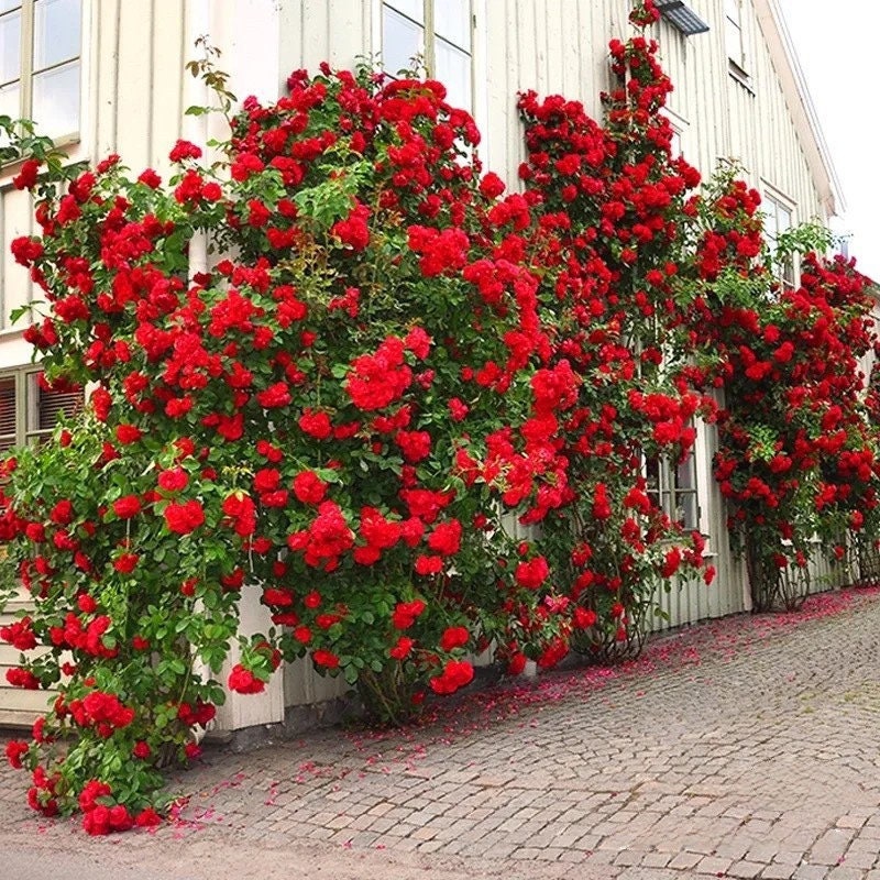 Climbing Rose【Red Eden】 5 Gal Own Root｜|Very Heat Resistant| Excellent Resistance| Huge amount of flowers| 红龙  |Less Thorns |Low Maintenanc