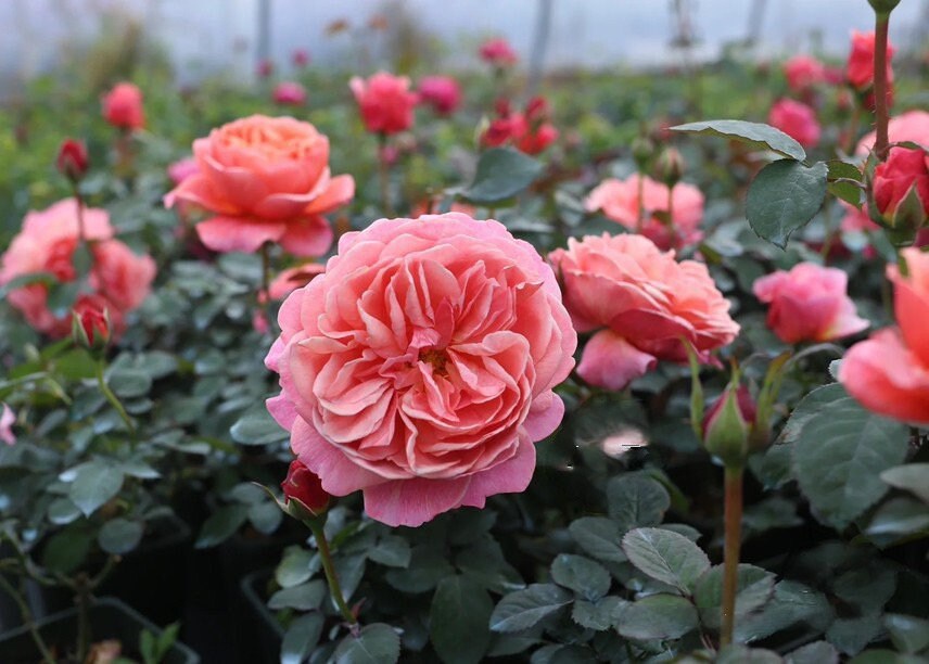 Rare Rose{Kaori Kazari| かおりかざり} - OwnRoot 1Gal LivePlant| Strong Fruity Aroma| Abundant Flowering| 香织装饰| Srong Disease Resistance|LessThorns