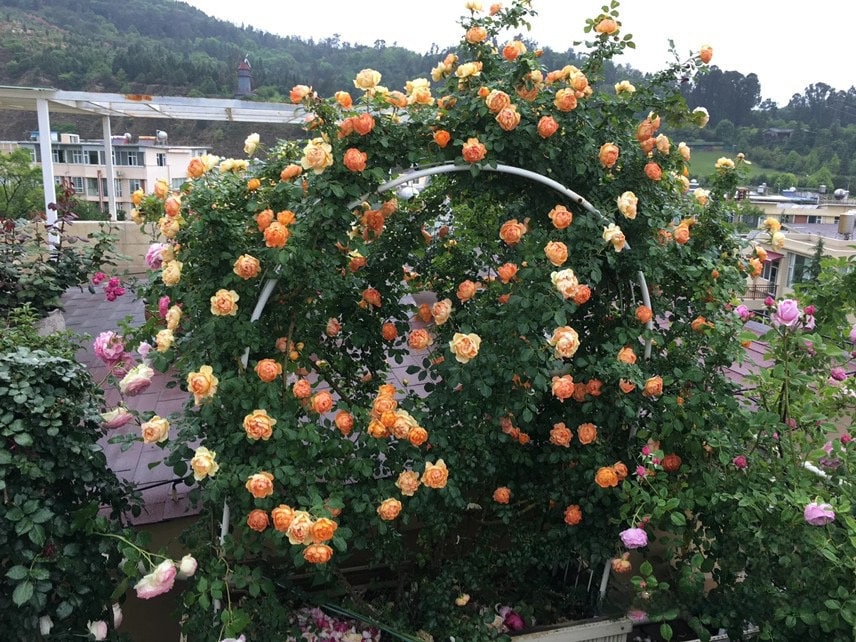 Climbing Rose- {Honey Carame}l Strong adaptability| Strong Disease Resistance| Heat and sun tolerant| 蜂蜜焦糖| Abundant flowering| Rapid growth