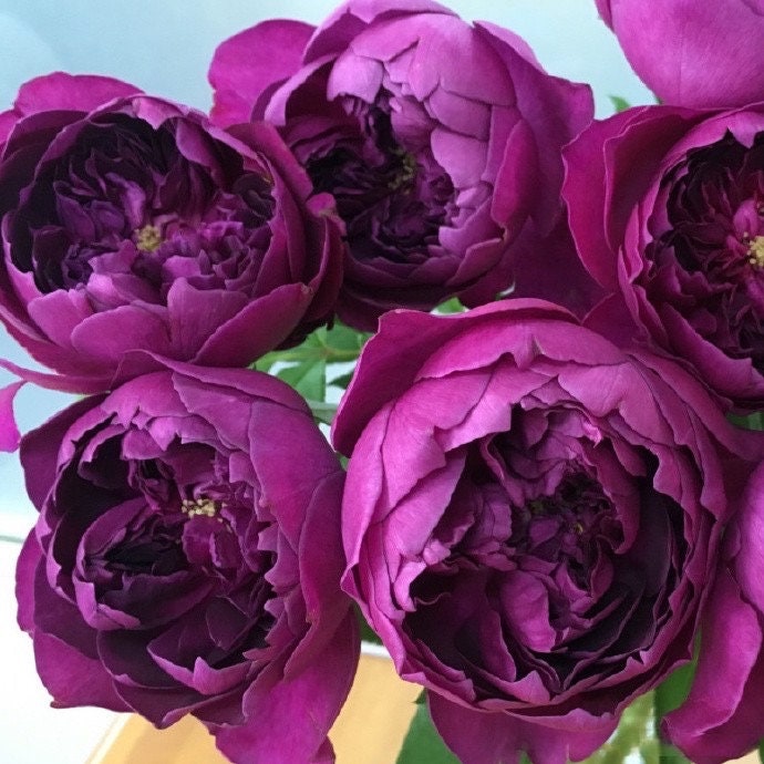 Yves Rosa【Autumn Rouge| オータムルージュ】-1.5Gal OwnRoot| BlackRosa| Strong Health| Peony-shaped| Discoloration| Strong Fragrance|秋日胭脂|Rich in color