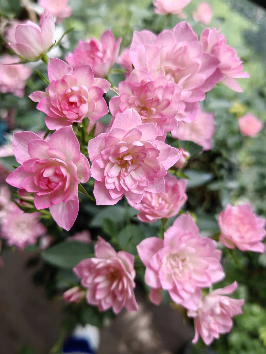 Mini Rose【Astro Sky|アストロスカイ】-1 Gal + OwnRoot Live Plant｜Lotus bloom| Abundant flowering|Blooms Abundantly| 天荷繁星|Strong Disease Resistance