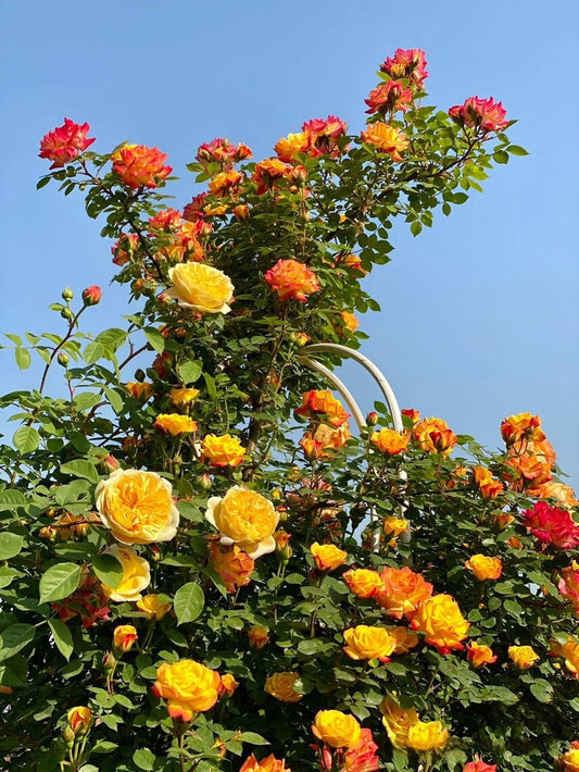 Climbing Rose｛Cl Rainbow's End レインボーズ・エンド｝｜5 Gallon LivePlan｜Discoloration｜Strong vitality ｜Fast growth｜Landscape| Diligent| Less thorns|