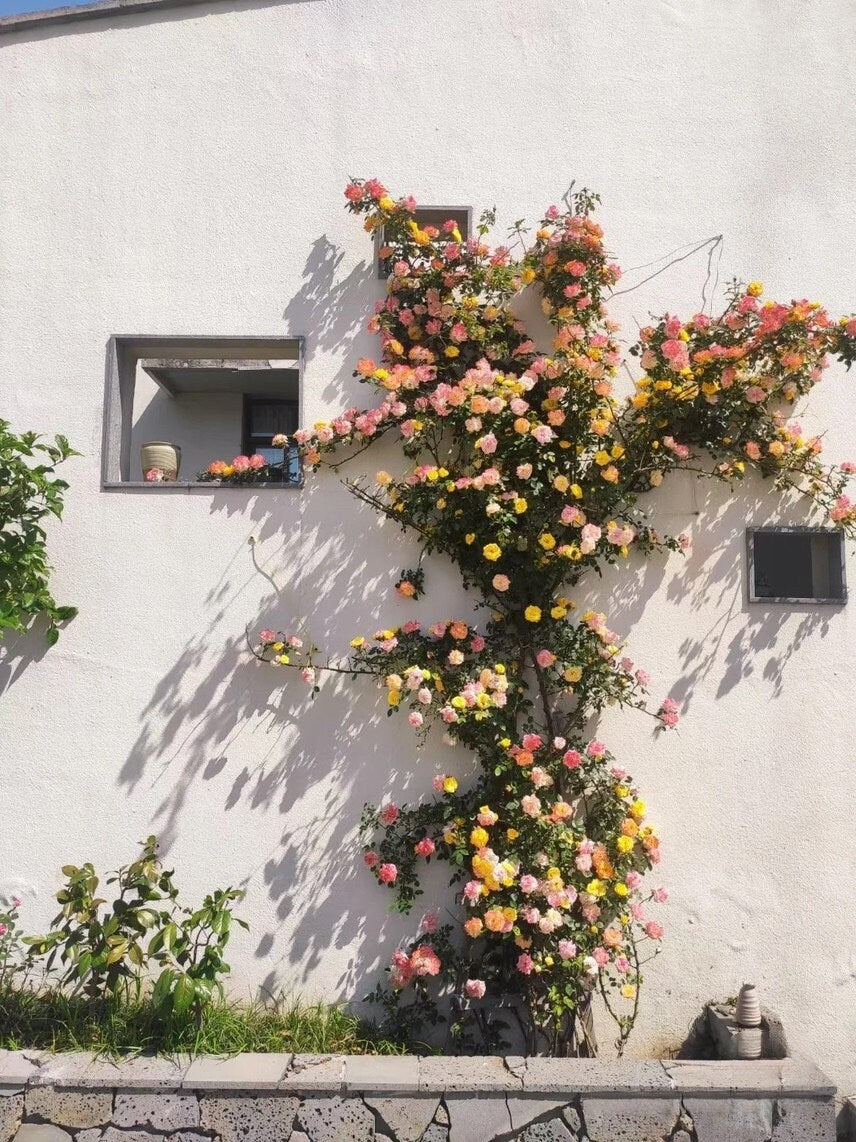 Climbing Rose｛Cl Rainbow's End レインボーズ・エンド｝｜5 Gallon LivePlan｜Discoloration｜Strong vitality ｜Fast growth｜Landscape| Diligent| Less thorns|