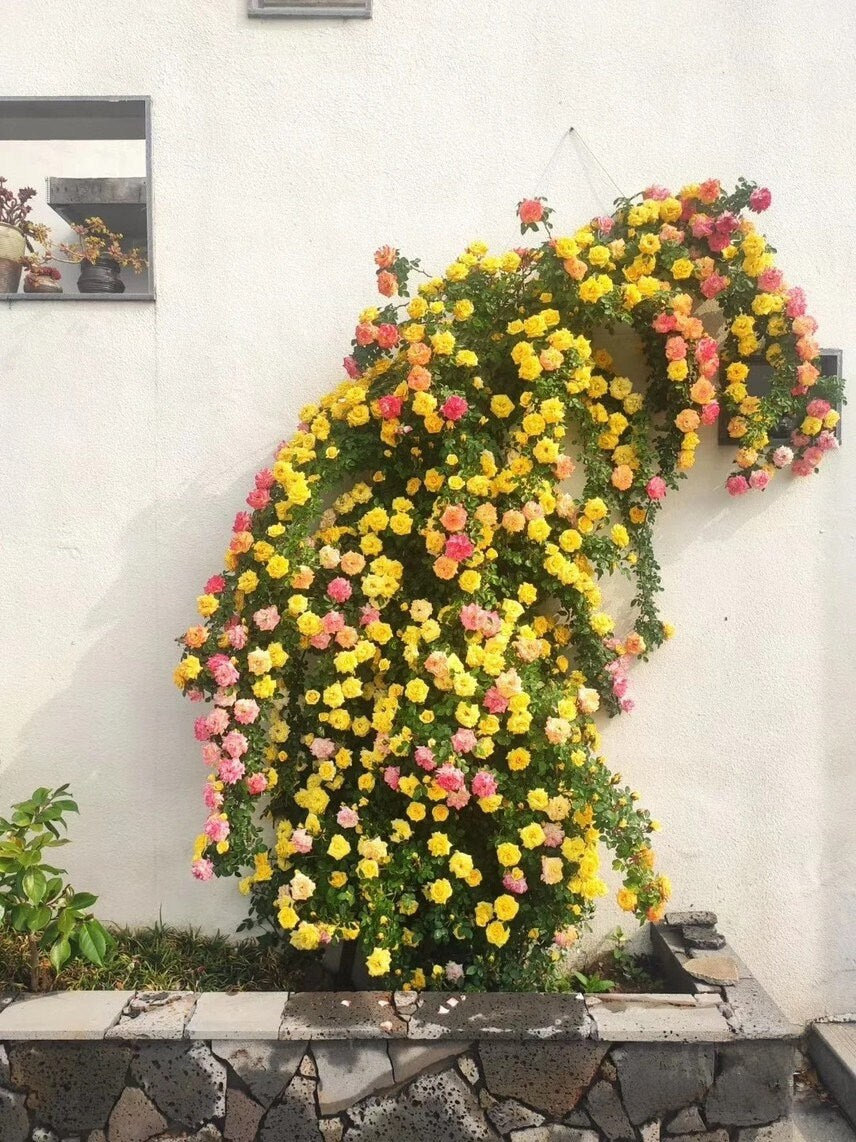 Climbing Rose｛Cl Rainbow's End レインボーズ・エンド｝｜5 Gallon LivePlan｜Discoloration｜Strong vitality ｜Fast growth｜Landscape| Diligent| Less thorns|