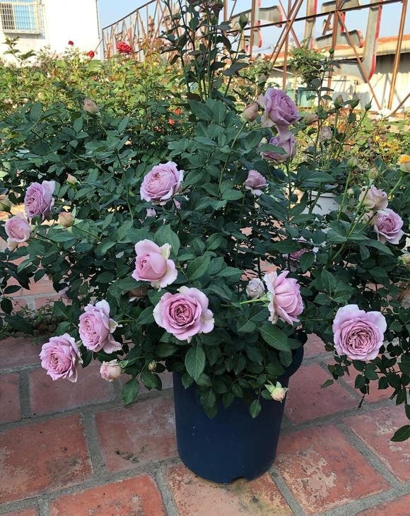 Brown Rosa｛Sharitetowa| シャリテトワ｝- 1.5 Gal Japanese OwnRoot|Lemon Scent| Heat resistant| 慈善｜Thornless| Strong Adaptability| Good Branching