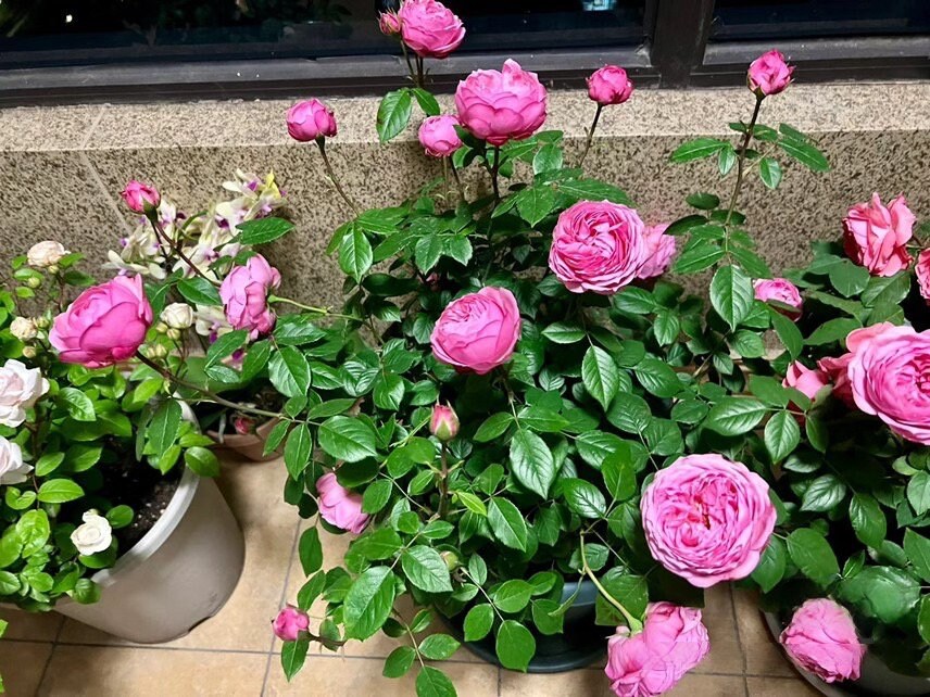 Rare Rosa[Miyako|みやこ] - Own Root |Floribunda Rose| Blooms abundantly | Rapid growth| Vintage| 宫古| Long flowering period| 京|