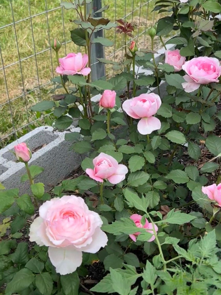 Rare Rose【My Beauty| マイビューティー】 OwnRoot LivePlant| Grows vigorously| Fragrant| 吾心美人| Blooms abundantly| Strong Disease Resistance