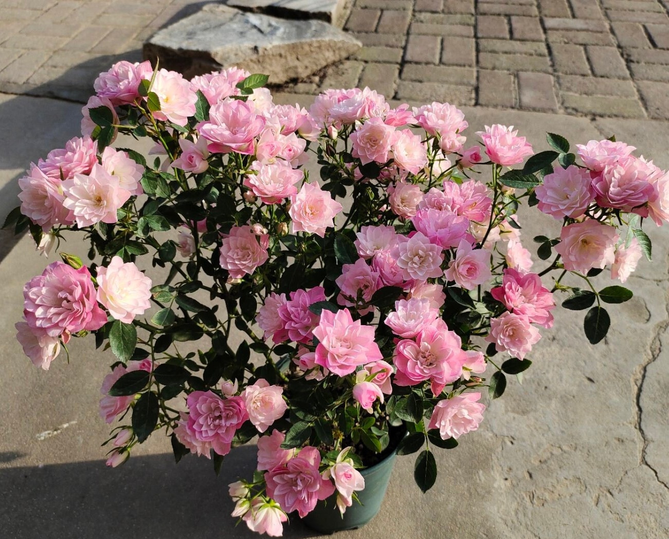 Mini Rose【Astro Sky|アストロスカイ】-1 Gal + OwnRoot Live Plant｜Lotus bloom| Abundant flowering|Blooms Abundantly| 天荷繁星|Strong Disease Resistance