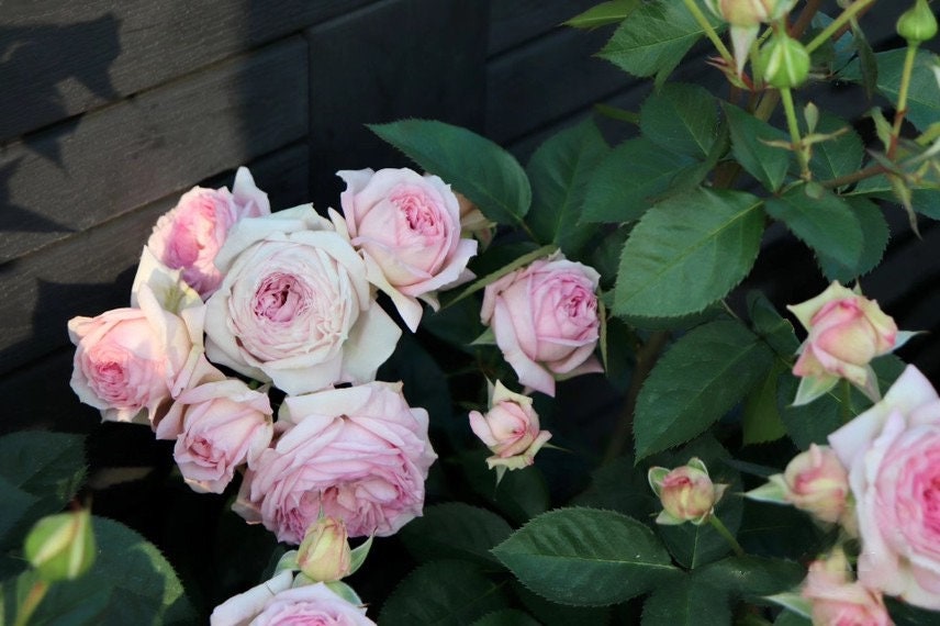 Rare Rose【My Beauty| マイビューティー】 OwnRoot LivePlant| Grows vigorously| Fragrant| 吾心美人| Blooms abundantly| Strong Disease Resistance