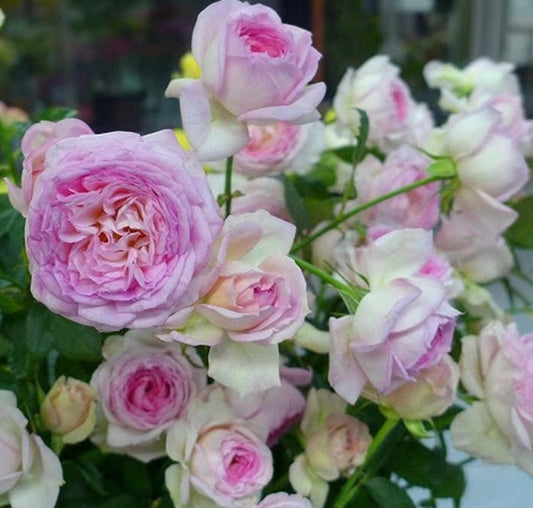 Rare Rose【My Beauty| マイビューティ】1G OwnRoot LivePlant| Grows vigorously| Redolent | 吾心美人| Prolific Blooming| Rich in color| 我的美人|Floribunda Rose