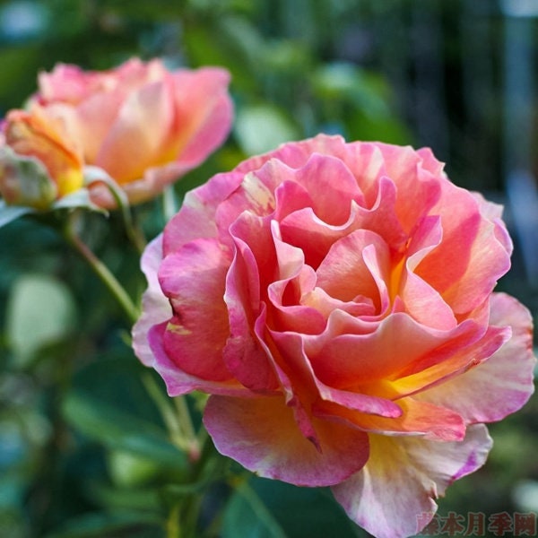 Rose [La Parisienne ] 3 Gal OwnRoot| Discoloration  | Multi-color| Variegated| Fragrance| Less thorns| Strong disease resistance|巴黎少女