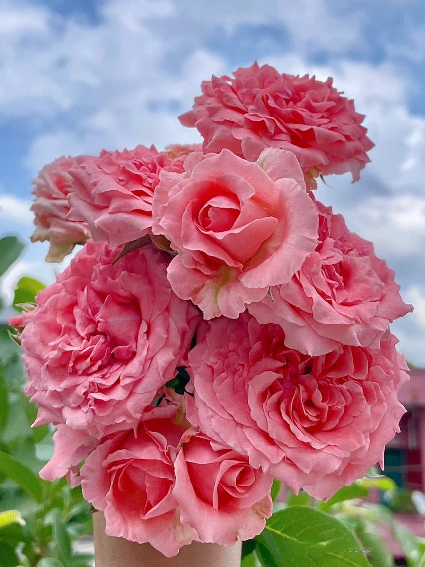Rare Rose [Corail Gelee |コラーユジュレ」Japanese 1.5 Gal OwnRoot| 珊瑚果冻 Lychee aroma| Awarded Varieties| Abundant Blooming| Strong Disease Resistance|