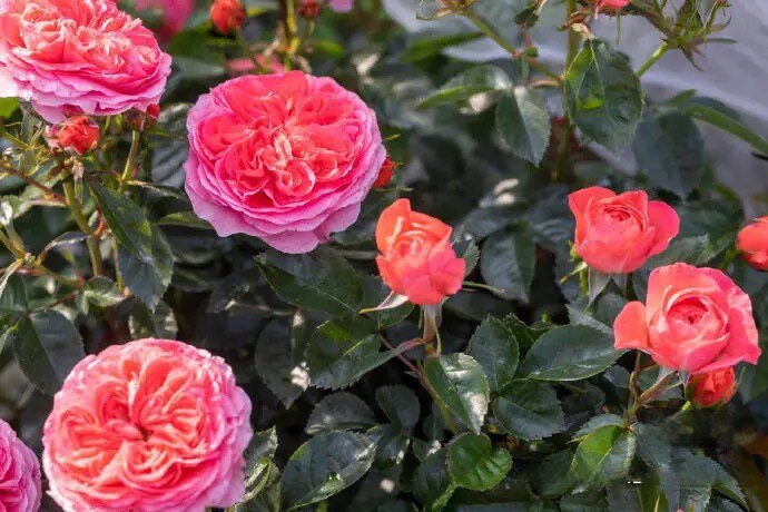 Rose「Ignite Cherry」点火樱桃| 1.5Gal OwnRoot| Heat and Sun Tolerant | Abundant Blooming| Bloom Repeatedly| Strong Upright Flowers| Rain-Resistant