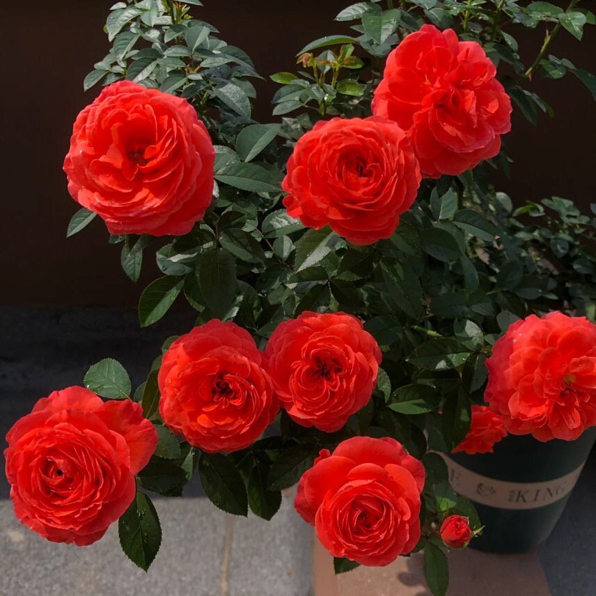 Rose「Ignite Cherry」点火樱桃| 1.5Gal OwnRoot| Heat and Sun Tolerant | Abundant Blooming| Bloom Repeatedly| Strong Upright Flowers| Rain-Resistant
