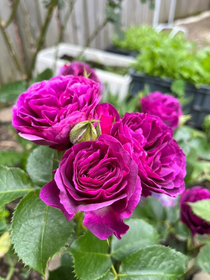 Rose【Princesse Astrid De Belgique】- Own Root| Strong Fragrance| Strong Disease Resistance| Bloom Repeatedly|  Strong Growth| 比利时公主 ミネルヴァ